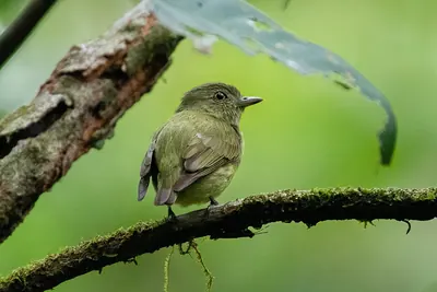 Dwarf Tyranneutes