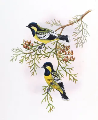 Periparus elegans