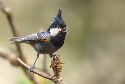 Coal Tit