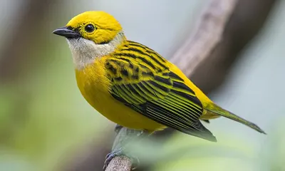 Silver-throated Tanager