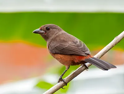 Brazilian Tanager