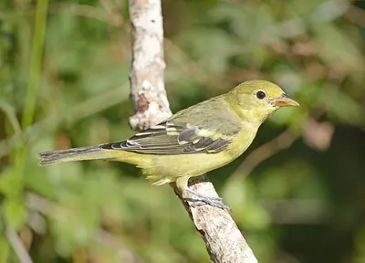 Western Tanager
