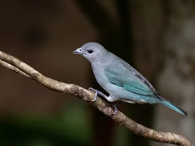 Sayaca Tanager
