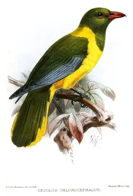 Green-headed Oriole