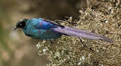 Northern Long-tailed Starling
