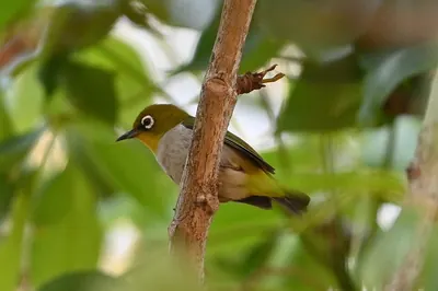 Madagascar White-eye