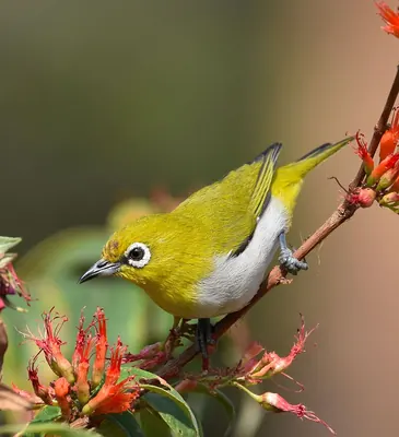 Oriental White-eye