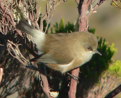Mascarene Grey White-eye