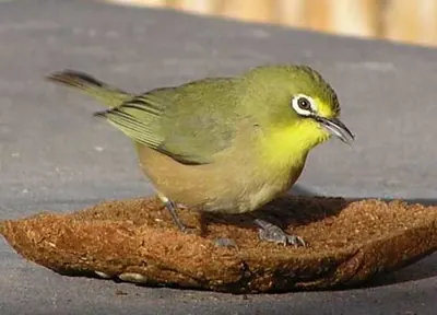 Cape White-eye