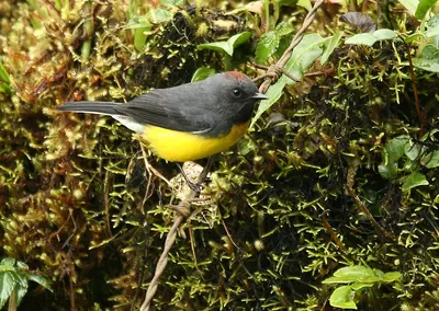 Slate-throated Whitestart