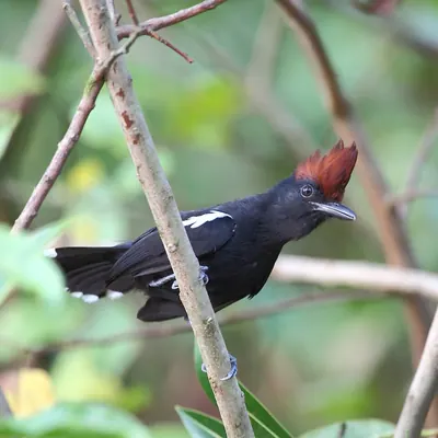 Glossy Antshrike
