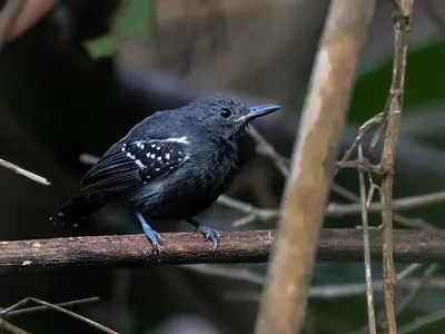 White-flanked Antwren