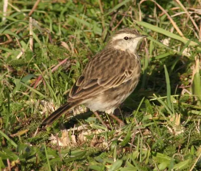 Richard's Pipit