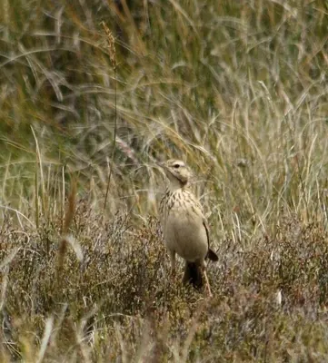 Mountain Pipit