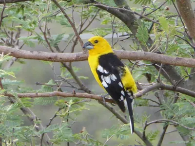 Golden-bellied Grosbeak