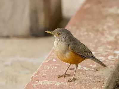 Rufous-bellied Thrush