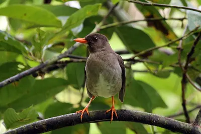 White-chinned Thrush