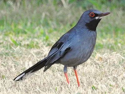 Western Red-legged Thrush