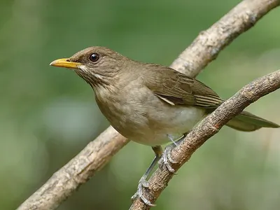 Creamy-bellied Thrush