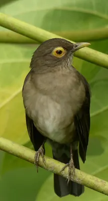 Yellow-eyed Thrush