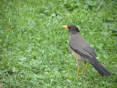 Austral Thrush