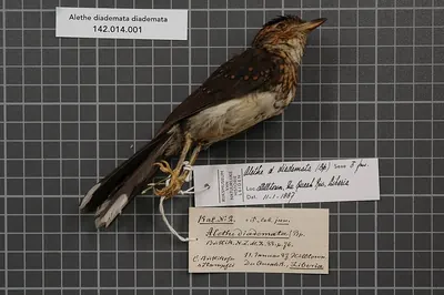 White-tailed Alethe