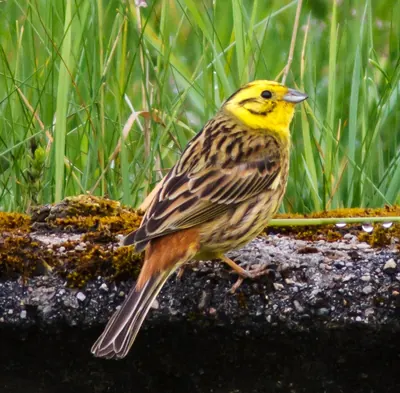 Yellowhammer