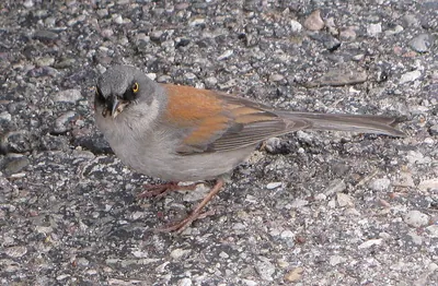 Yellow-eyed Junco