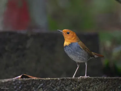 Japanese Robin