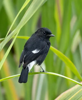 Pied Bush Chat