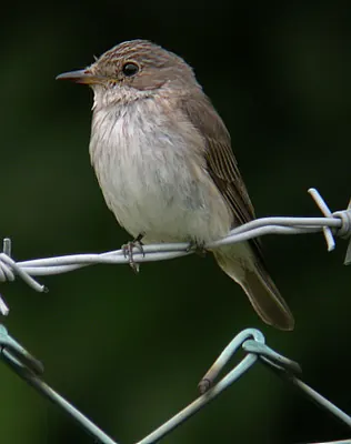 Spotted Flycatcher