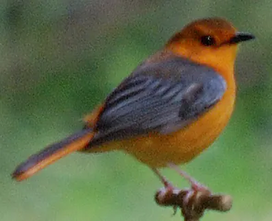 Red-capped Robin-chat
