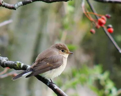 Red-breasted flycatcher