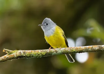 Grey-headed Canary Flycatcher