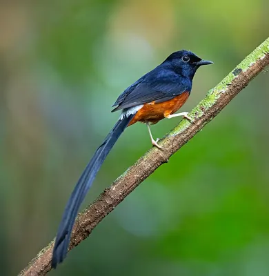 White-rumped Shama