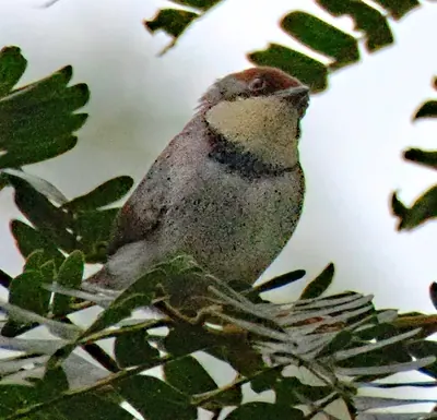 Buff-throated Apalis