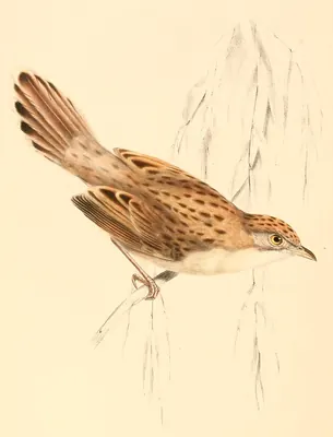 Croaking Cisticola