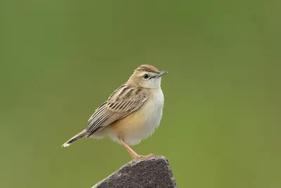 Zitting Cisticola
