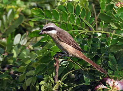 Brown Shrike