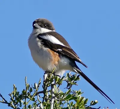 Southern Fiscal