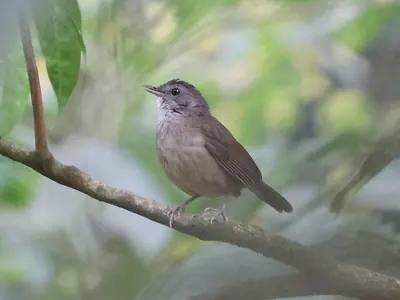 Illadopsis albipectus
