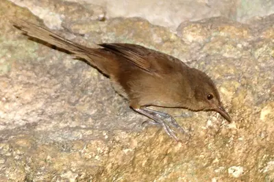 Malagasy Brush Warbler