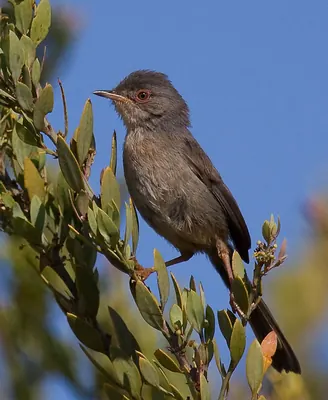 Dartford Warbler