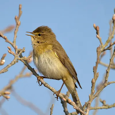 Willow Warbler