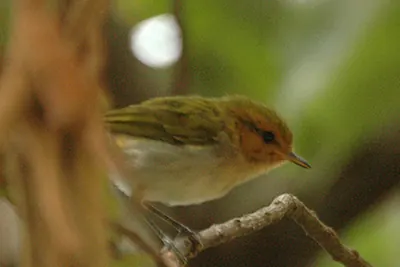Red-faced Woodland-Warbler
