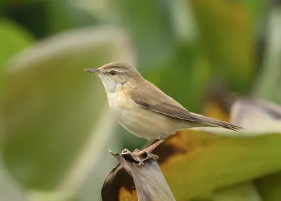 Blyth’s reed warbler