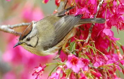 Formosan Yuhina