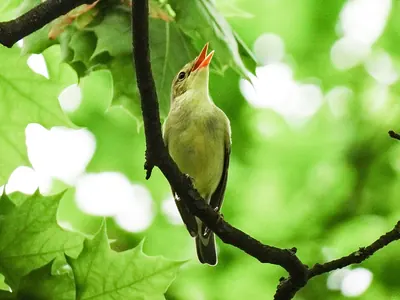 Icterine warbler