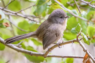 Wrentit