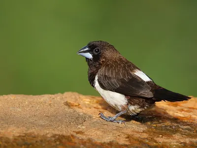 White-rumped Munia